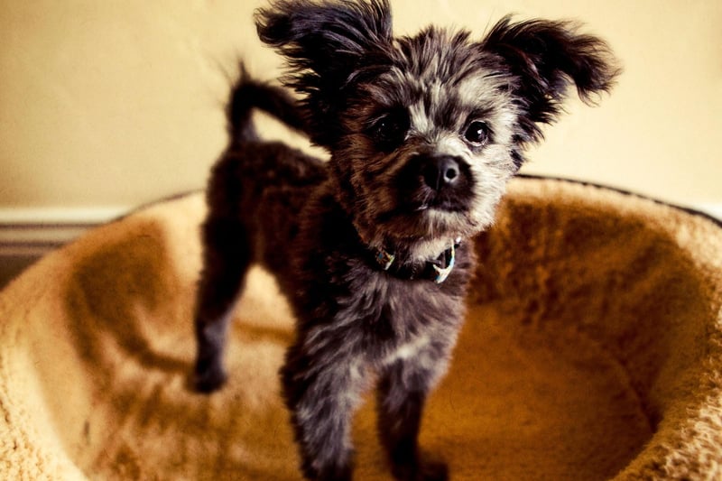 Created by crossing a Poodle with a Yorkshire Terrier, the Yorkiepoo is a tiny dog with a big personality. Ideal for owners who live in a flat, they don't need much space and rarely bark.
