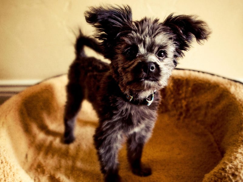 Created by crossing a Poodle with a Yorkshire Terrier, the Yorkiepoo is a tiny dog with a big personality. Ideal for owners who live in a flat, they don't need much space and rarely bark.
