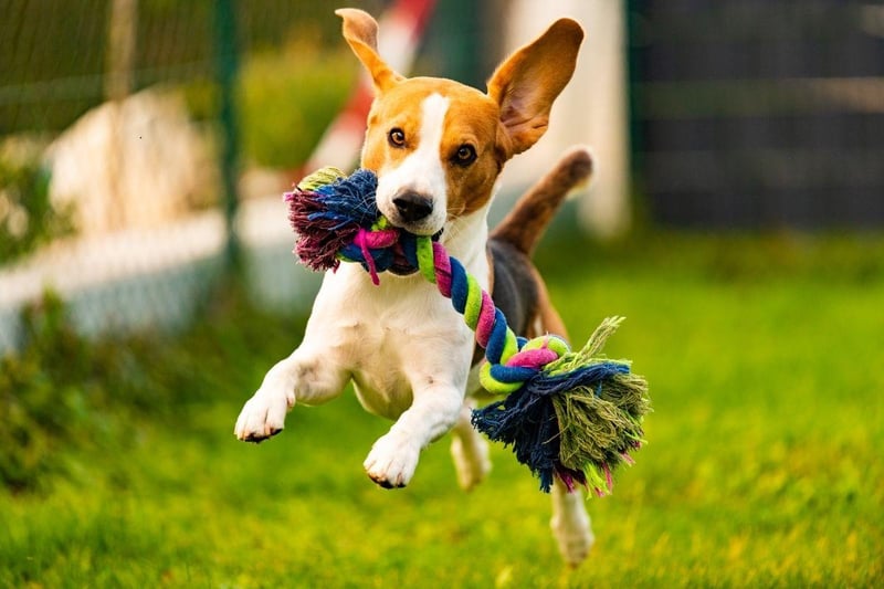 For most of their history, the Beagle has mainly been kept as a hunting dog. Their excitable and alert nature, habit of barking at any stimulus and love of running in packs can cause issues in a sedate family home.