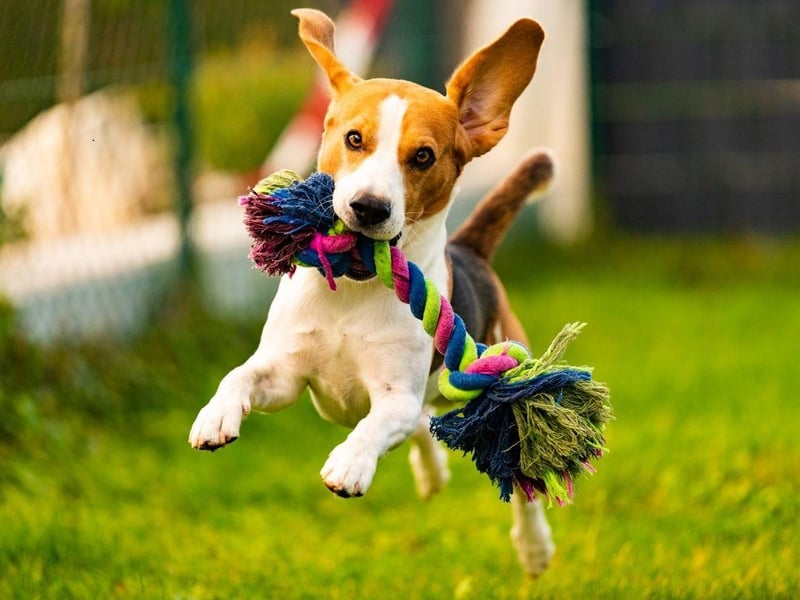 For most of their history, the Beagle has mainly been kept as a hunting dog. Their excitable and alert nature, habit of barking at any stimulus and love of running in packs can cause issues in a sedate family home.