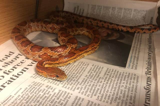 A snake has been rescued after it was found trapped inside a Scottish family's brand new oven.