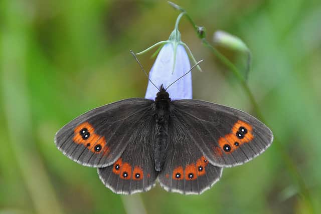 Two butterflies found in Scotland have been added to the Red List for the first time – including the Scotch argus, which is graded as vulnerable. Picture: Tim Melling