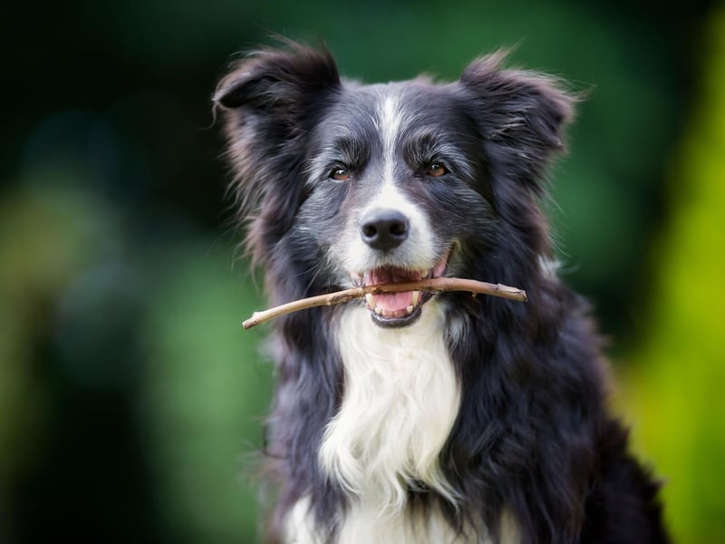 Completing the top five Border Collie names is Poppy. Taking after the flower of the same name, it simply means 'red'.