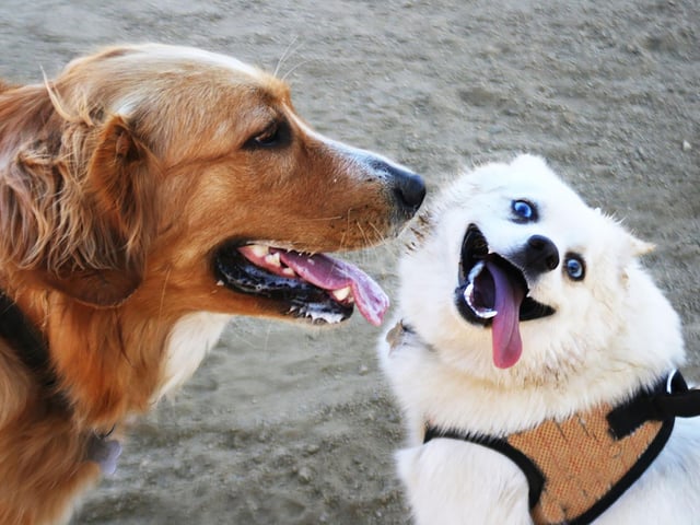 Dogs are naturally social animals, so why not invite your friends or relatives with dogs over to your house or go on a trip to the park. Doggie dates are great opportunities for your dog to dust off their social skills and mingle with other dogs. It is important to make sure that your dog feels comfortable with other dogs first and when finding the perfect playdate for your pup, it is often better if they are roughly the same age and size so they can play gently and fair. As an added bonus, you get to have a cup of tea and a natter too, of course while keeping an eye on your pups to ensure play does not get out of hand.