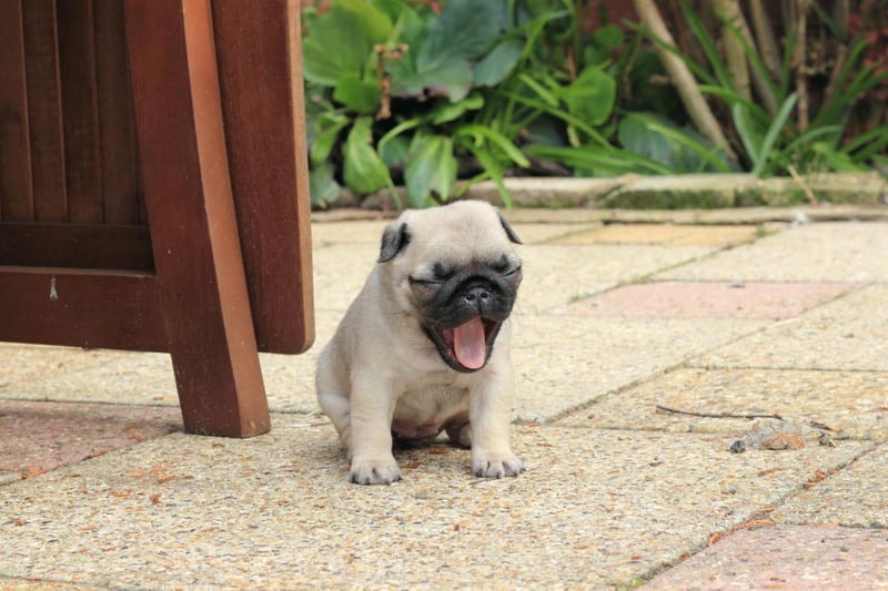 Completing the top 10 is the cute Pug. Originally from China, they make excellent lap dogs and are a relatively low-maintenance breed.