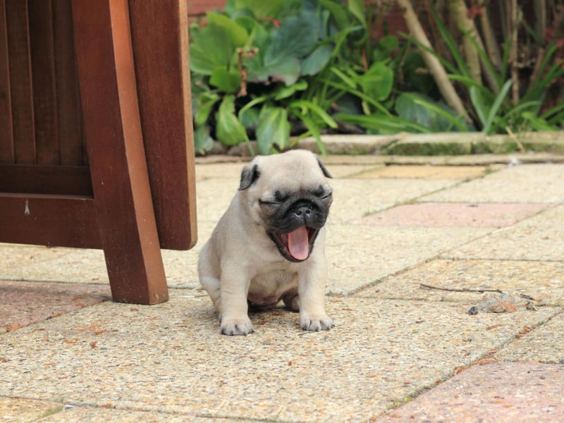 Completing the top 10 is the cute Pug. Originally from China, they make excellent lap dogs and are a relatively low-maintenance breed.
