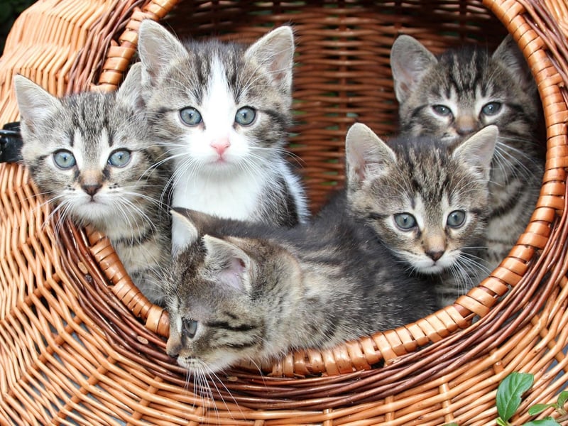Completing the top 10 kitten names is Coco, a stylish name of French origin forever associated with fashion designer Coco Chanel.