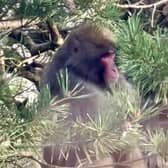 The Japanese macaque eats from a bird feeder in a back garden in Kincraig. Picture: Carl Nagle.