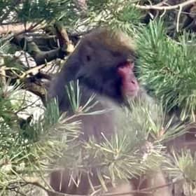 The Japanese macaque eats from a bird feeder in a back garden in Kincraig. Picture: Carl Nagle.