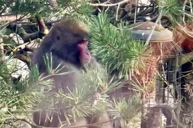 The Japanese macaque eats from a bird feeder in a back garden in Kincraig. Picture: Carl Nagle.
