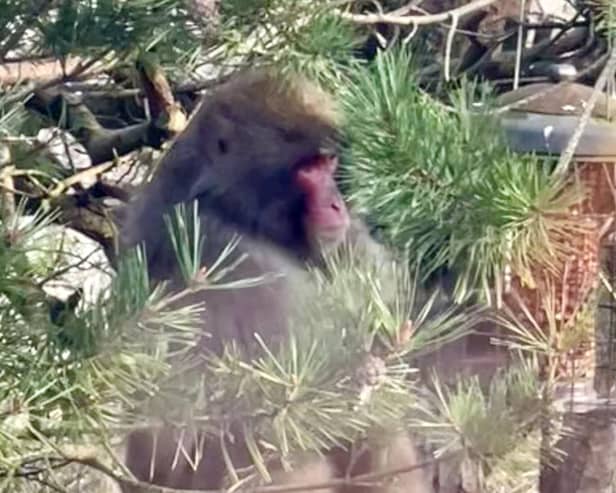 The Japanese macaque eats from a bird feeder in a back garden in Kincraig. Picture: Carl Nagle.
