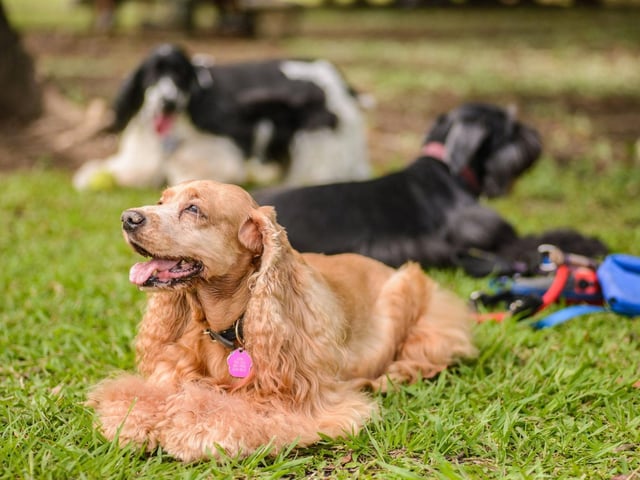 A combination of a lively nature and a luxuriant coat explains the description of a tumblefuzz of Cocker Spaniels.