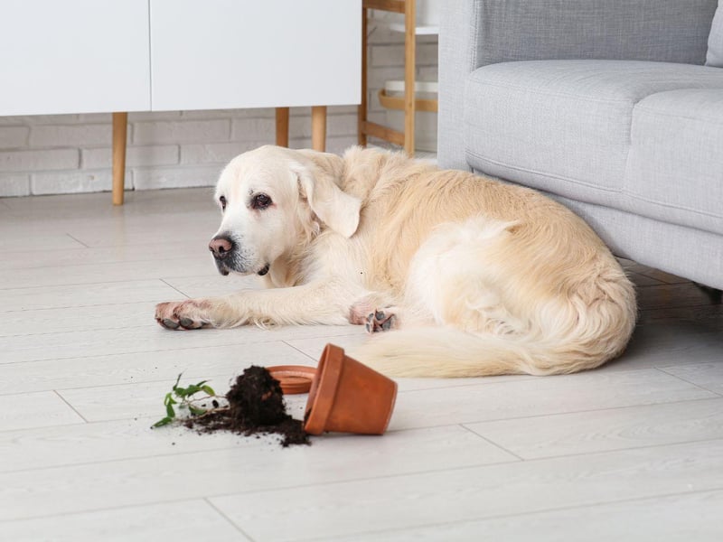 The Labrador Retriever is the UK's most popular breed of dog but, as anybody who has ever owned one will know, they also have the potential to be the naughtiest. It's difficult to stay angry at them for long though, because they are adorable and always seem very sorry...before they do it again.