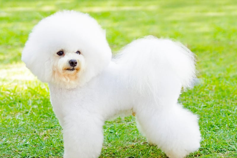That beautiful white coat like a fluffy cloud comes at a cost - the Bichon Friseâs coat requires regular brishing and combing. To keep it perfect, a monthly trip to a professional groomer for scissoring and bathing is recommended.