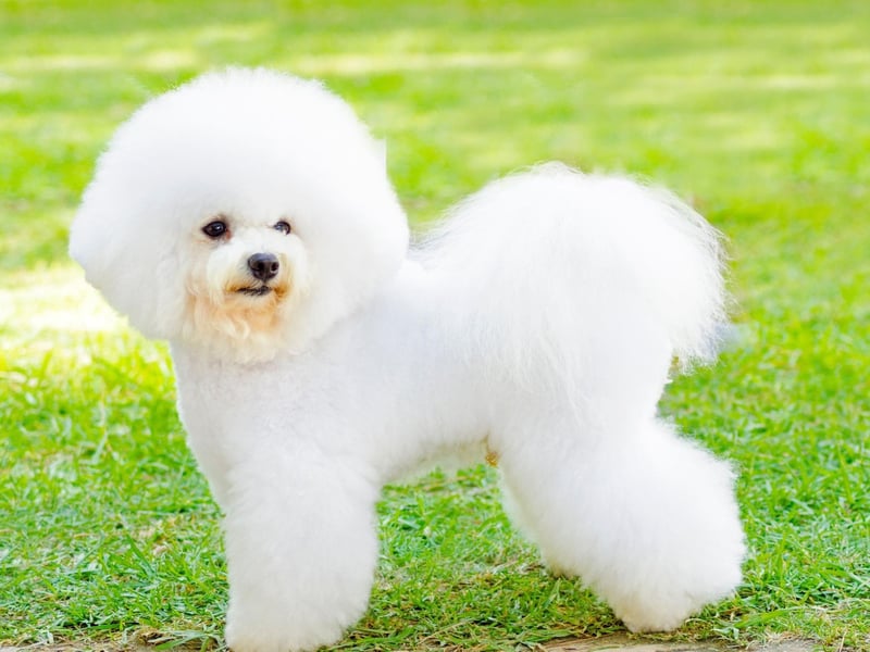 That beautiful white coat like a fluffy cloud comes at a cost - the Bichon Frise’s coat requires regular brishing and combing. To keep it perfect, a monthly trip to a professional groomer for scissoring and bathing is recommended.