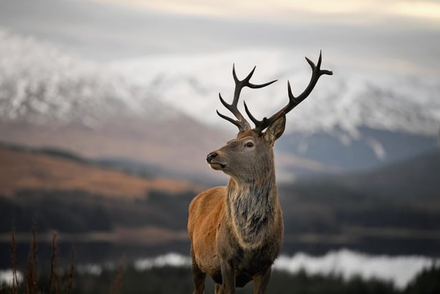 NatureScot, which has a statutory responsibility to further the conservation, control and sustainable management of all wild deer species in Scotland, racked up a little over two million pounds in PR spending for 2022/23. This placed the quango in fourth spot on the PR spending rankings. Picture: Jeff J Mitchell/Getty Images