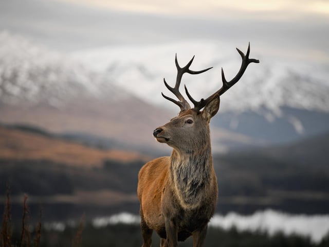 NatureScot, which has a statutory responsibility to further the conservation, control and sustainable management of all wild deer species in Scotland, racked up a little over two million pounds in PR spending for 2022/23. This placed the quango in fourth spot on the PR spending rankings. Picture: Jeff J Mitchell/Getty Images