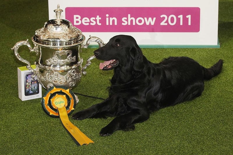 In 2011 it was the turn of Jet the Flatcoated Retriever to be hailed as the best of the best in Birmingham.