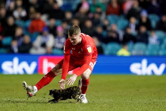 Wigan Athletic's Jason Kerr attempts to remove a cat from the pitch during the Sky Bet League One match at Hillsborough, Sheffield. Pic: Zac Goodwin/PA Wire.