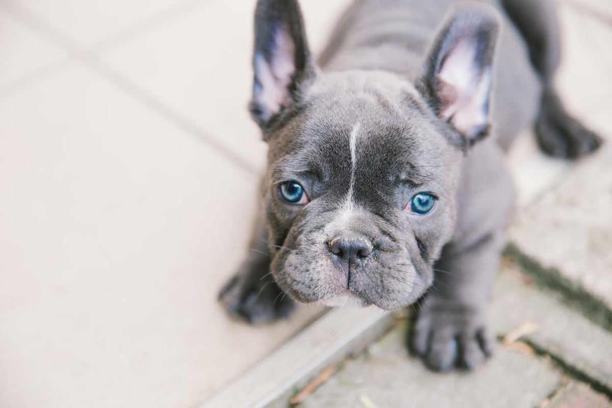 Animal campaigners calling for government to discourage breeding of flat faced animals | The Scotsman Animal campaigners calling for government to discourage breeding of flat faced animals | The Scotsman