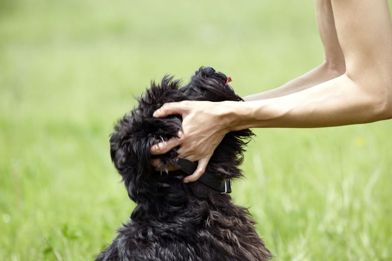 The Miniature Schnauzer originated in mid-to-late 19th century. Germany, where farmers bred it to create the perfect dog to hunt vermin.