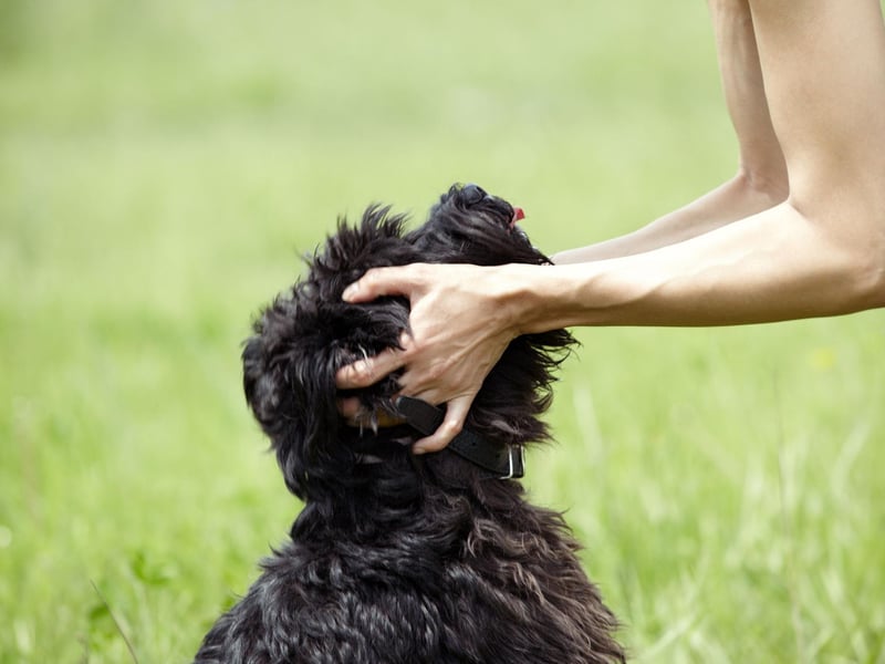 The Miniature Schnauzer originated in mid-to-late 19th century. Germany, where farmers bred it to create the perfect dog to hunt vermin.