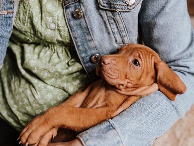 Vizslas puppies are particularly keen on cuddles, forming a close bond with their owner that only strengthens in later life.