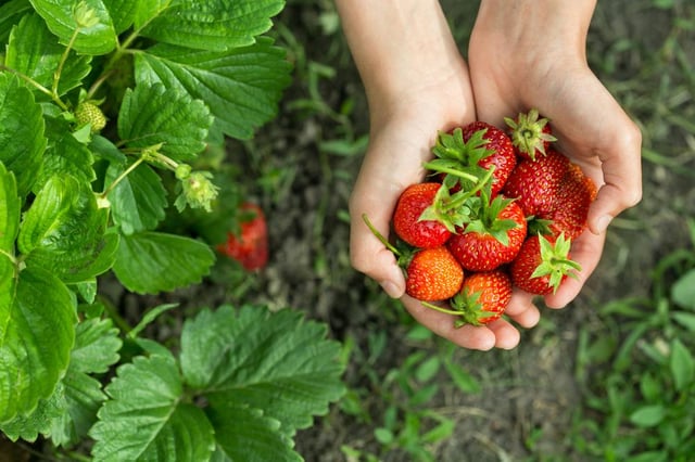 Pick For Britain Jobs The Fruit Picking Campaign From The Government Explained Types Of Work Available And How To Apply The Scotsman