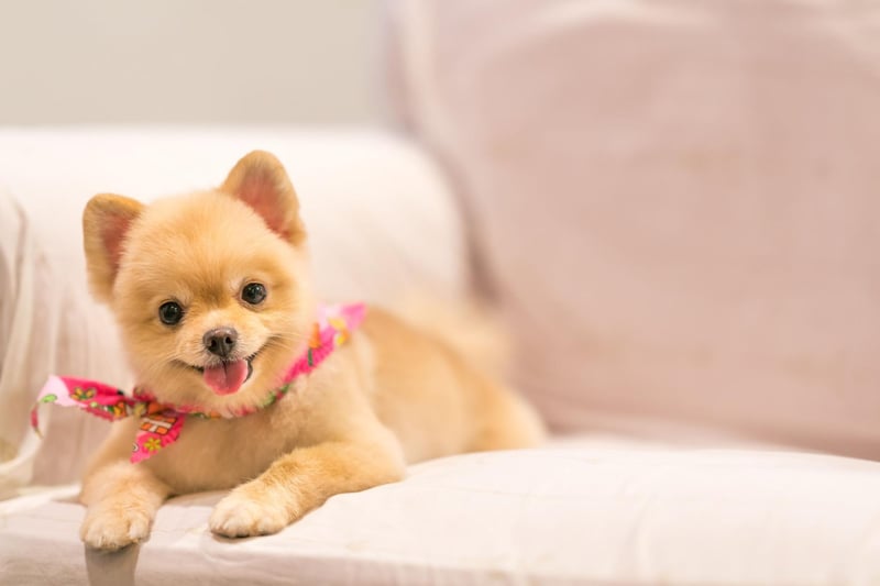 The Pomeranian is particularly popular in the US state of Hawaii - where it regularly features in the top five breeds list.