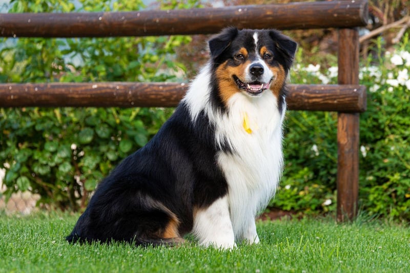 Australian Shepherd fans love the breed's multicoloured coat but unless they are brushed pretty much every day they will leave equally-multicoloured piles of hair all over your house.