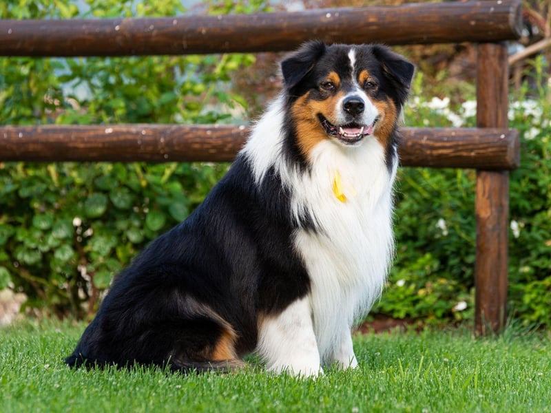 Australian Shepherd fans love the breed's multicoloured coat but unless they are brushed pretty much every day they will leave equally-multicoloured piles of hair all over your house.
