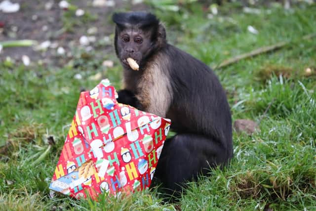 A monkey scoffing some festive goodies at the zoo (Photo: RZSS).