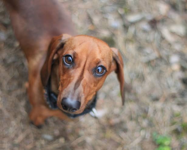 Looking for inspiration to name your Dachshund?