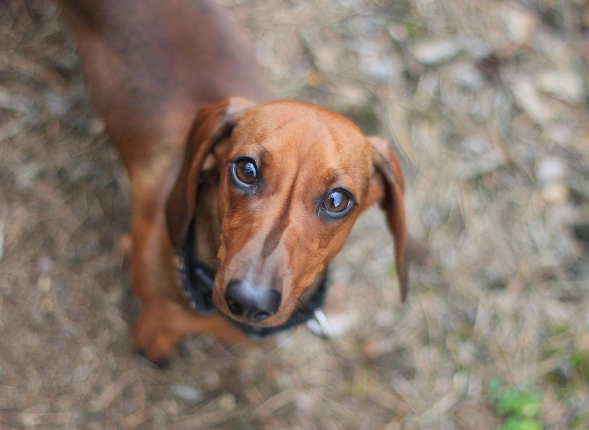 Top Dachshund Dog Names: HEre are the 10 most popular puppy names in the wold for the adorable Dachshund 🐕 | The Scotsman Top Dachshund Dog Names: HEre are the 10 most popular puppy names in the wold for the adorable Dachshund 🐕 | The Scotsman
