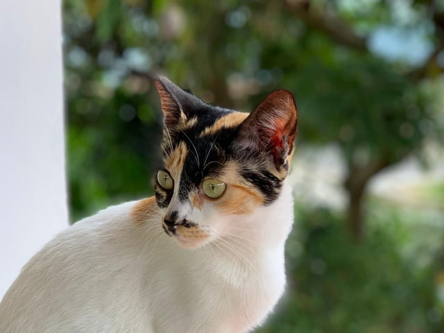 Another name with Bible links is Lola. It is a short form of the Spanish name Dolores, meaning "sorrows", taken from one of the titles of the Virgin Mary: Nuestra Señora de los Dolores, or Our Lady of Sorrows.