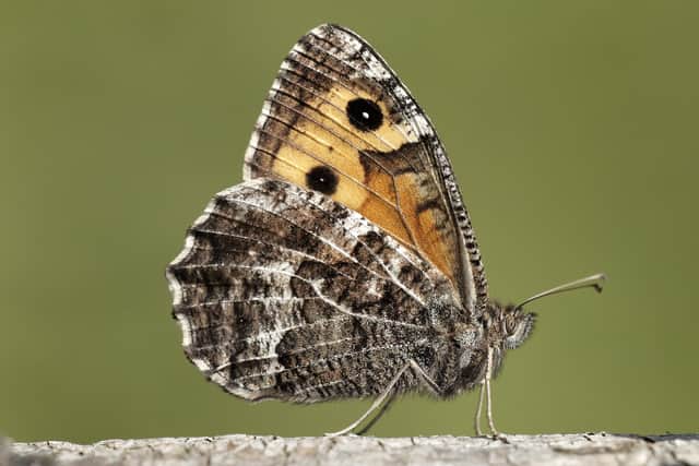The grayling butterfly, among 37 species assessed in Scotland, has been classified has has its risk of extinction raised from vulnerable to endangered in the latest Red List, which was last updated 10 years ago. Picture: Iain H Leach