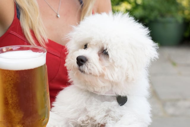 No matter the occasion, no type of alcohol should be given to our pets. Dogs are more sensitive to ethanol than humans, so drinking even a little could cause drowsiness and, in more serious cases, result in low sugar levels and seizures.