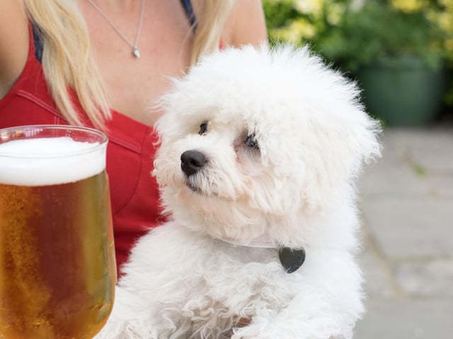 No matter the occasion, no type of alcohol should be given to our pets. Dogs are more sensitive to ethanol than humans, so drinking even a little could cause drowsiness and, in more serious cases, result in low sugar levels and seizures.