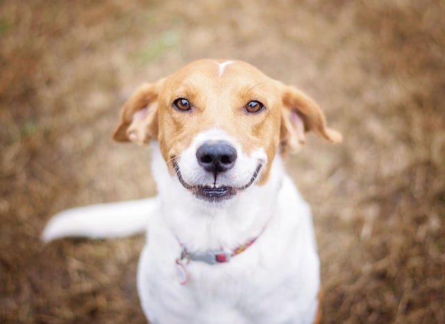 These are the 10 happiest breeds of adorable dog certain to bring joy to  your home and your family | The Scotsman