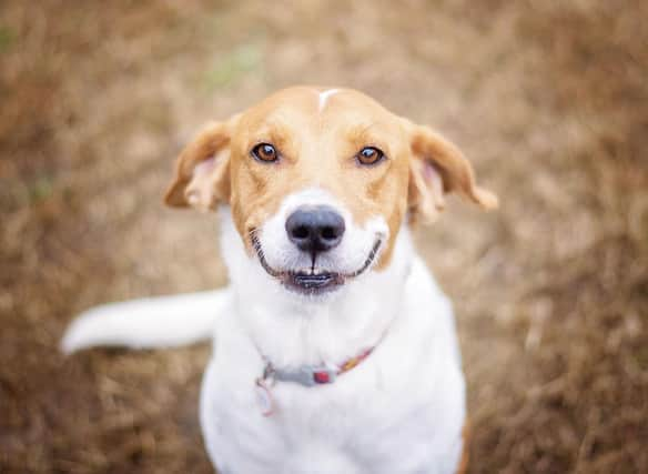 These are some of the breeds of dogs that tend to have happy dispositions.