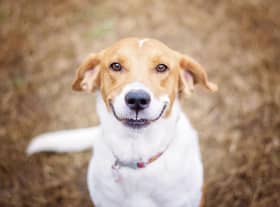 These are some of the breeds of dogs that tend to have happy dispositions.