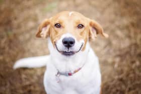 These are some of the breeds of dogs that tend to have happy dispositions.