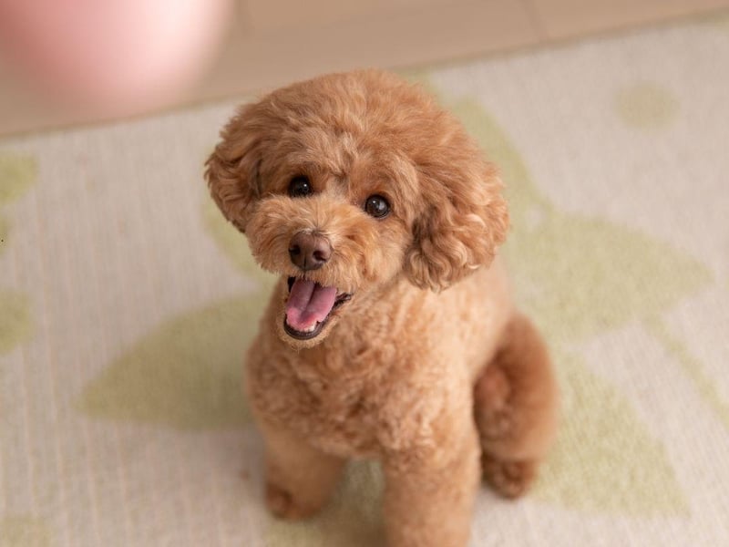 Poodles are incredibly intelligent dogs and have hypoallergenic coats - explaining their huge popularity around the world. They even come in three sizes - Standard, Miniature and Toy - so there's guaranteed to be one to suit your home and lifestyle.