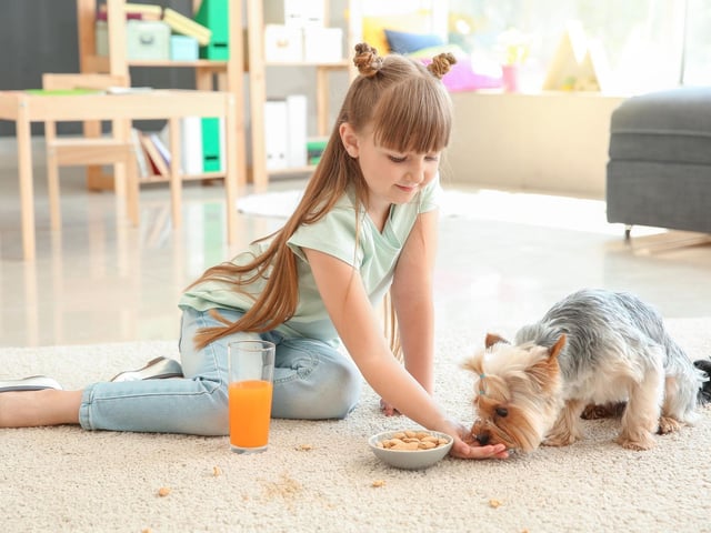 Although not all nuts are toxic to dogs (aside from the high-fat content and choking hazards), ensure you keep macadamia nuts and black walnuts away from your dog’s paws. Macadamia nuts and black walnuts can result in a lethargic reaction, such as wobbly legs and stiffness, vomiting and seizures if consumed.
