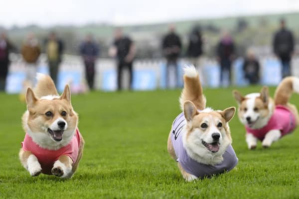 Participants take part in the Corgi Derby at Musselburgh Racecourse