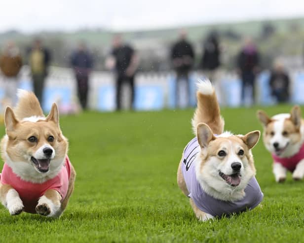 Participants take part in the Corgi Derby at Musselburgh Racecourse