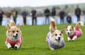 Participants take part in the Corgi Derby at Musselburgh Racecourse