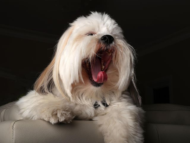 Originally hailing from Tibet, the Lhasa Apso tends to live for around 14 years, but they are another breed that have been known to reach the double decade.