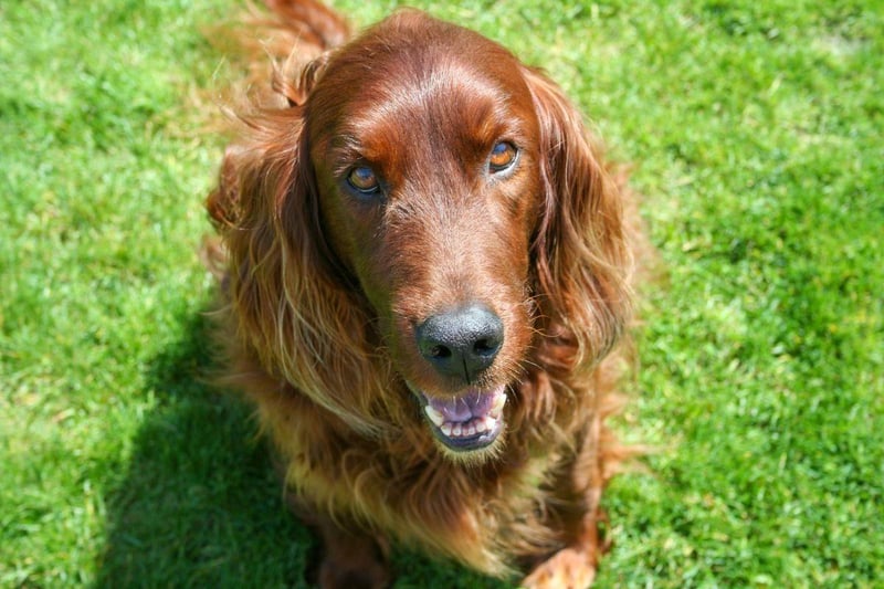 The second breed of setter first developed in Ireland is the Red Setter. Sometimes referred to as the Irish Setter, there are two distinct types - show-bred and field-bred. Each have slightly different attributes required to carry out their roles.
