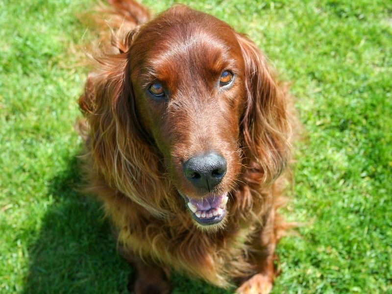 The second breed of setter first developed in Ireland is the Red Setter. Sometimes referred to as the Irish Setter, there are two distinct types - show-bred and field-bred. Each have slightly different attributes required to carry out their roles.
